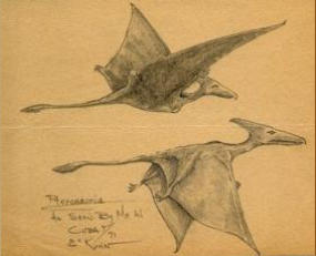 Sketch by the eyewitness Eskin Kuhn, who saw two large pterodactyls in Cuba in 1971
